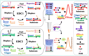 Graphical abstract: Dual detection of hypervirulent genes of Klebsiella pneumoniae using a single CRISPR-Cas12a system modulated using entropy-driven circuits