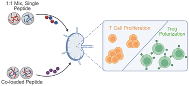 Graphical abstract: Regulation of response to antigen peptides is independent of peptide distribution in lymph node therapeutics