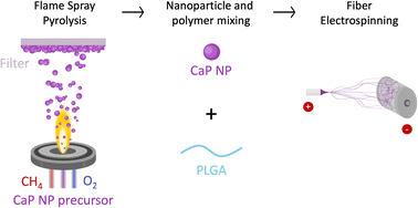 Graphical abstract: Electrospun PLGA fibers with calcium phosphate nanoparticles: effects of nanoparticle crystallinity and carbonate content on osteogenic activity