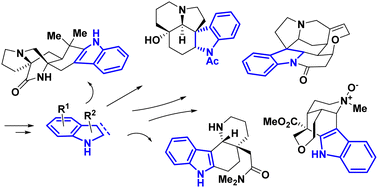 Graphical abstract: Recent strategy for the synthesis of indole and indoline skeletons in natural products