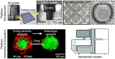 Graphical abstract: DCMiC: a double-cylinder micro-chamber platform for high-throughput drug screening and modeling of microenvironmental resistance in Ewing sarcoma