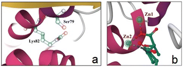 Graphical abstract: Structural insights into the activity of carbapenemases: understanding the mechanism of action of current inhibitors and informing the design of new carbapenem adjuvants