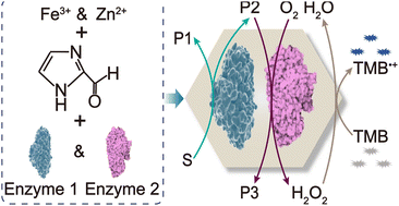 Graphical abstract: Enzyme-loaded Fe3+-doped ZIF-90 particles as catalytic bioreactor hybrids for operating catalytic cascades