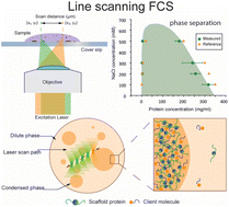 Graphical abstract: Measuring concentration and diffusivity within biomolecular condensates using calibration-free scanning fluorescence correlation spectroscopy