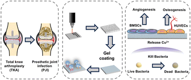 Graphical abstract: A bioactive Cu-grafted gel coating with micro–nano structures for simultaneous enhancement of bone regeneration and infection resistance