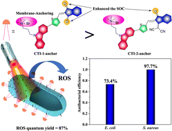 Graphical abstract: Rationally designed photosensitizers with enhanced spin–orbit coupling for high quantum yield and potent antibacterial activity