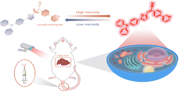 Graphical abstract: A viscosity-responsive mitochondria-targeting probe for rapid imaging of fatty liver disease