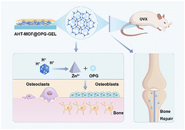 Graphical abstract: Construction of a Ti implant-based responsive OPG release platform for enhanced osteoporotic bone regeneration via programmed regulation of osteogenesis and bone resorption