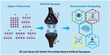 Graphical abstract: 2D and quasi-2D halide perovskite-based artificial synapses: highlights
