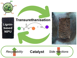 Graphical abstract: Lignin-based non-isocyanate polyurethanes by transurethanisation: catalyst selection towards covalent adaptable networks