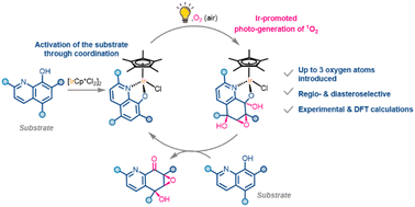 Graphical abstract: Substrate-driven iridium photocatalysts enable diastereoselective dearomative polyoxygenation of hydroxyquinolines