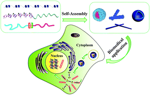 Graphical abstract: Self-assembly of supramolecularly engineered polymers and their biomedical applications