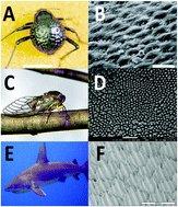 Graphical abstract: Bioinspired materials for regenerative medicine: going beyond the human archetypes