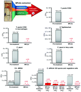 Graphical abstract: MPLEx: a method for simultaneous pathogen inactivation and extraction of samples for multi-omics profiling