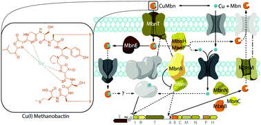 Graphical abstract: Methanobactins: from genome to function