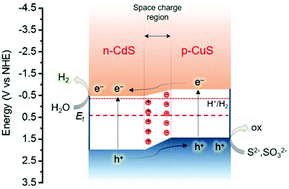 Graphical abstract: Enhanced visible-light photocatalytic hydrogen production activity of three-dimensional mesoporous p-CuS/n-CdS nanocrystal assemblies