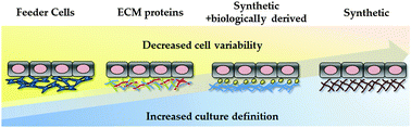 Graphical abstract: Pluripotent stem cell derived hepatocytes: using materials to define cellular differentiation and tissue engineering