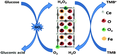 Graphical abstract: Fe-doped CeO2 nanorods for enhanced peroxidase-like activity and their application towards glucose detection