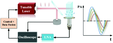 Graphical abstract: Noninvasive photoacoustic measurement of glucose by data fusion