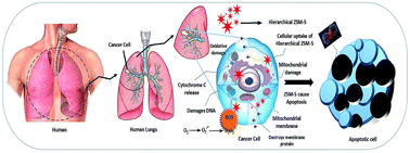 Graphical abstract: Retracted Article: Anti-cancer activity of hierarchical ZSM-5 zeolites synthesized from rice-based waste materials