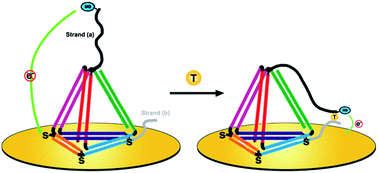 Graphical abstract: Design of DNA nanostructure-based interfacial probes for the electrochemical detection of nucleic acids directly in whole blood