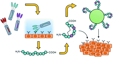 Graphical abstract: Peptides for tumor-specific drug targeting: state of the art and beyond