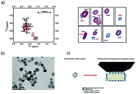 Graphical abstract: NMR studies of the interactions between AMB-1 Mms6 protein and magnetosome Fe3O4 nanoparticles