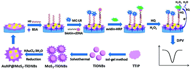 Graphical abstract: A highly sensitive electrochemical aptasensor for detection of microcystin-LR based on a dual signal amplification strategy