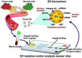 Graphical abstract: Extracellular vesicles as cancer liquid biopsies: from discovery, validation, to clinical application