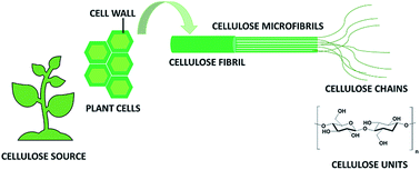 Graphical abstract: Ball milling: a green technology for the preparation and functionalisation of nanocellulose derivatives