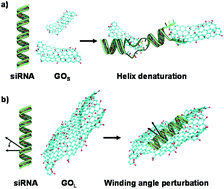 Graphical abstract: Graphene oxide size and oxidation degree govern its supramolecular interactions with siRNA