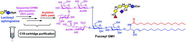 Graphical abstract: Streamlined chemoenzymatic total synthesis of prioritized ganglioside cancer antigens