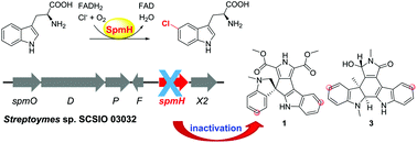 Graphical abstract: Functional characterization of the halogenase SpmH and discovery of new deschloro-tryptophan dimers