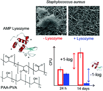 Graphical abstract: Incorporation of antimicrobial peptides on electrospun nanofibres for biomedical applications