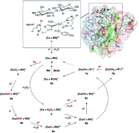 Graphical abstract: Molecular mechanism of lytic polysaccharide monooxygenases