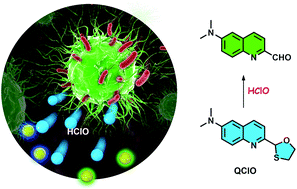 Graphical abstract: Design of a ratiometric two-photon probe for imaging of hypochlorous acid (HClO) in wounded tissues