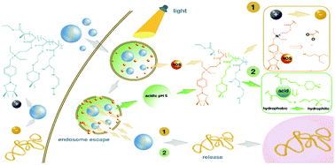 Graphical abstract: A multifunctional polymeric gene delivery system for circumventing biological barriers