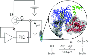 Graphical abstract: Rapid, quantitative therapeutic screening for Alzheimer's enzymes enabled by optimal signal transduction with transistors