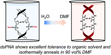 Graphical abstract: Microcalorimetry and fluorescence show stable peptide nucleic acid (PNA) duplexes in high organic content solvent mixtures