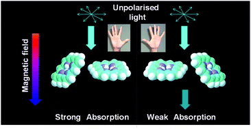 Graphical abstract: Recent advances in studies on the magneto-chiral dichroism of organic compounds