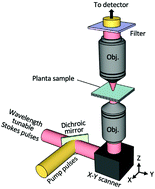 Graphical abstract: Multicolour chemical imaging of plant tissues with hyperspectral stimulated Raman scattering microscopy