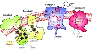 Graphical abstract: Coupled transport of electrons and protons in a bacterial cytochrome c oxidase—DFT calculated properties compared to structures and spectroscopies