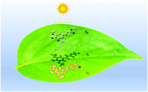 Graphical abstract: Elucidating the photoprotective properties of natural UV screening agents: ZEKE–PFI spectroscopy of methyl sinapate