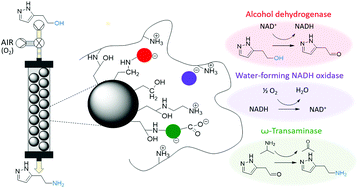 Graphical abstract: Biocatalytic access to betazole using a one-pot multienzymatic system in continuous flow