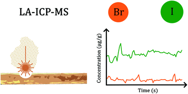 Graphical abstract: Laser ablation-ICP-mass spectrometry for determination of the concentrations and spatial distributions of bromine and iodine in human hair