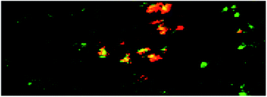 Graphical abstract: Quantitative elemental bioimaging: an antibody-based double-labelling method to quantify the cell-specific distribution of silver nanoparticles in lung tissue sections