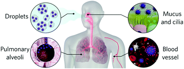 Graphical abstract: A nano perspective behind the COVID-19 pandemic