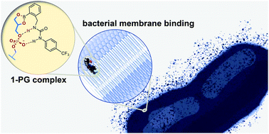 Graphical abstract: A supramolecular host for phosphatidylglycerol (PG) lipids with antibacterial activity