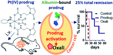 Graphical abstract: Albumin-targeting of an oxaliplatin-releasing platinum(iv) prodrug results in pronounced anticancer activity due to endocytotic drug uptake in vivo