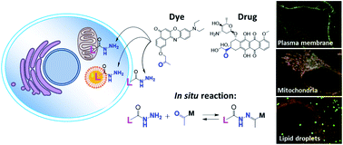 Graphical abstract: Dynamic covalent chemistry in live cells for organelle targeting and enhanced photodynamic action
